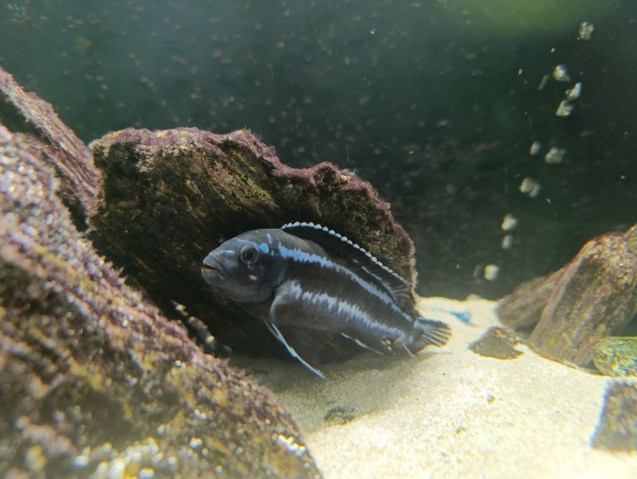 Malawi  dorosłe zdrowe