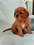 Cavalier king charles spaniel Prześliczna Sunia
