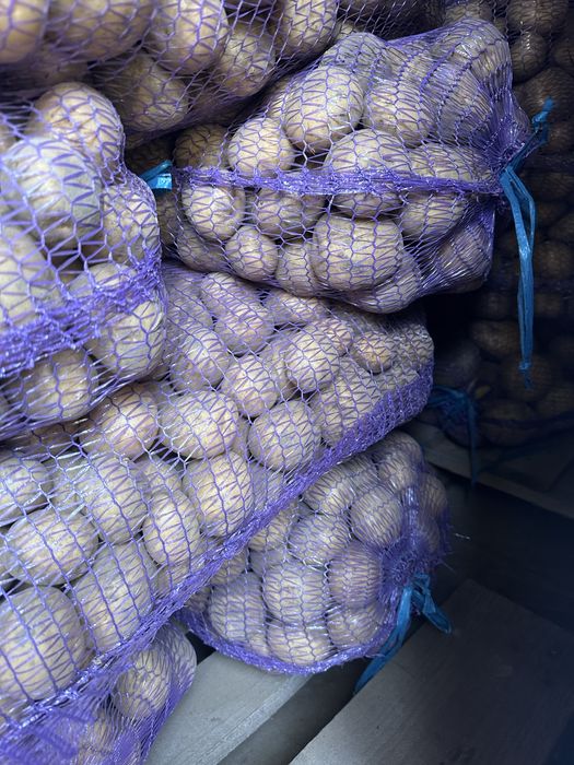 Насінева картопля Рівʼєра першої репродукції