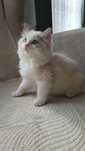 Ragdoll Kocurek Nelson