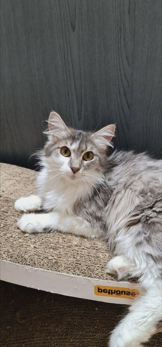 Тая в пошуку родини