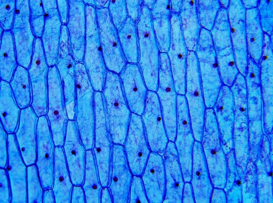 Mikroskop Delta Optical BioLight 300