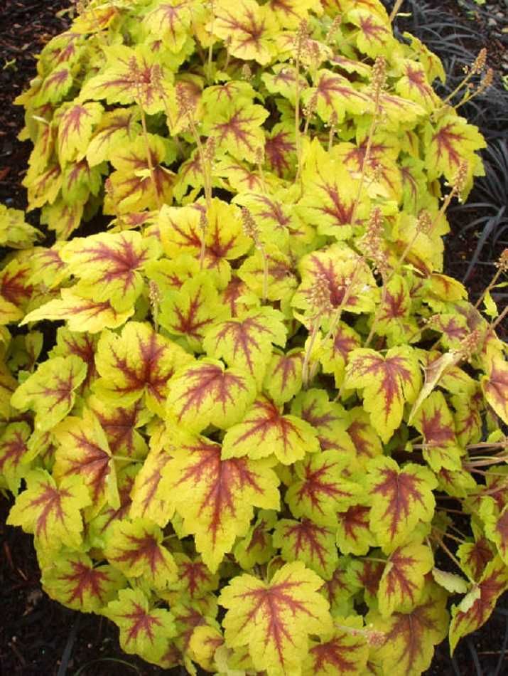 Heuchera Żurawka  Stoplight