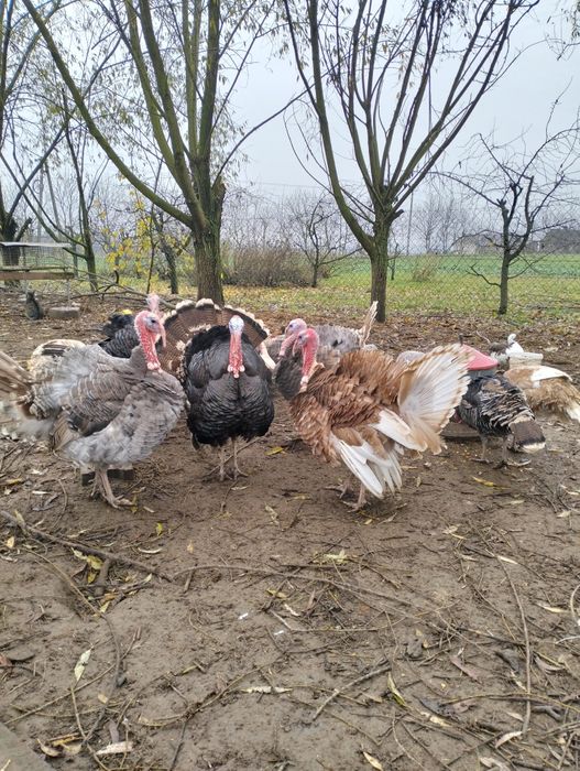 Indyki i indory młode