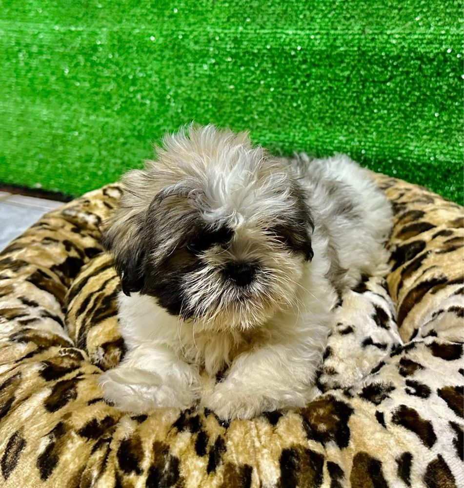 Shih-tzu maravilhoso