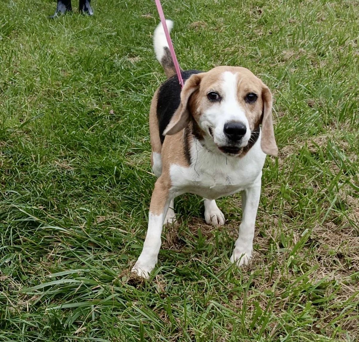 Nico w typie Beagle do adopcji!