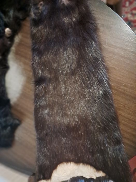 Шкурка чулок нутрии 65см