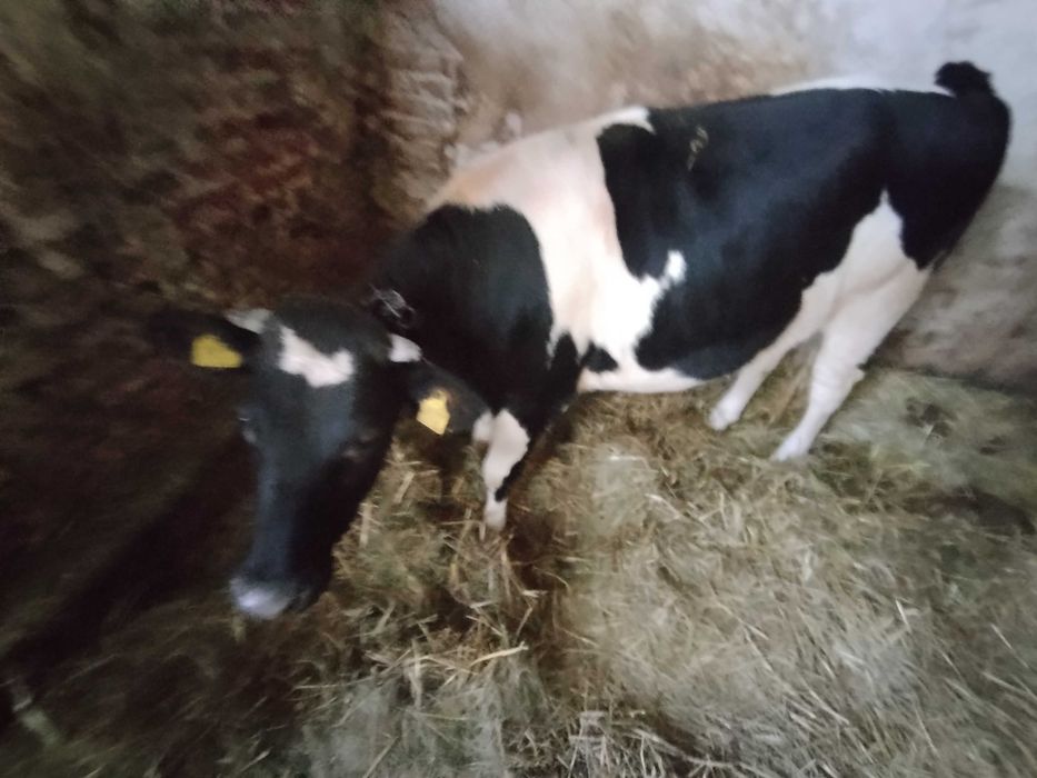 Jałówki na chów dalszy