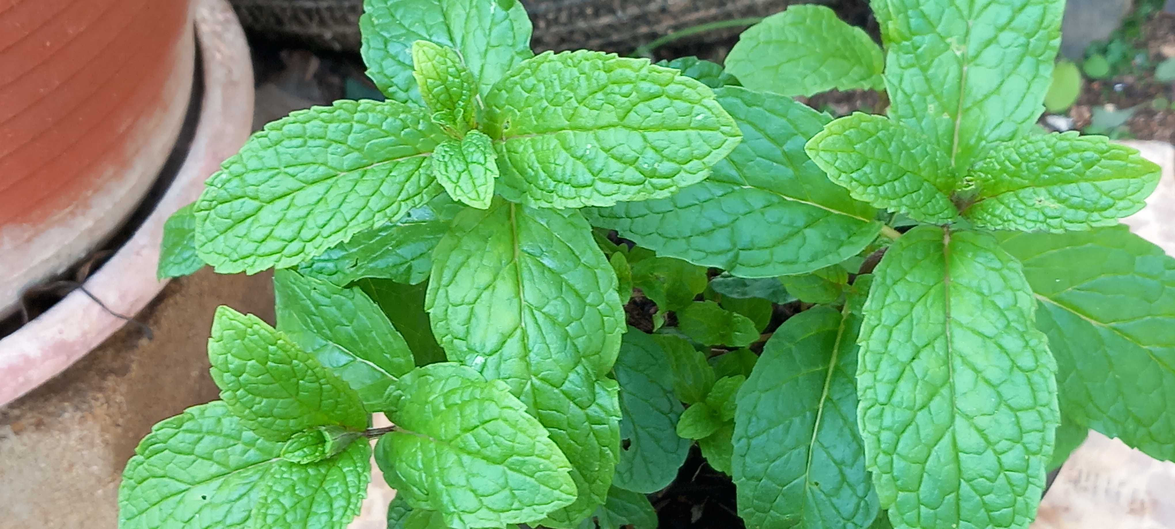 Planta Hortelã em Vaso