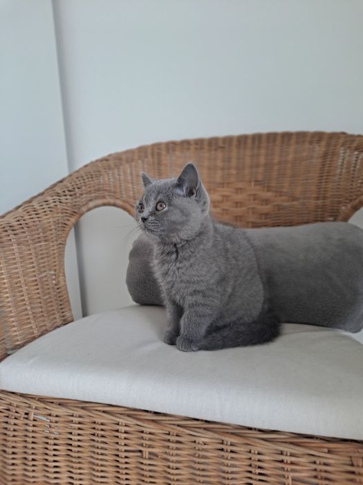 Kot brytyjski krótkowłosy niebieski Kocurek