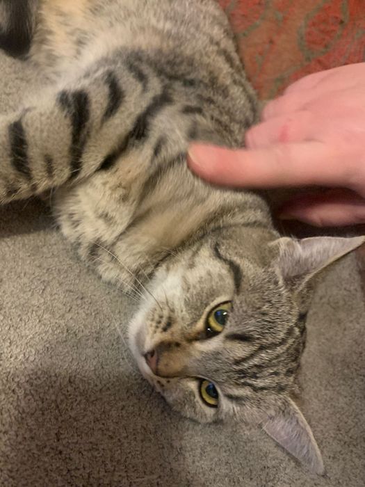 4=5miesięczna kotka szuka domu niewychodzącego