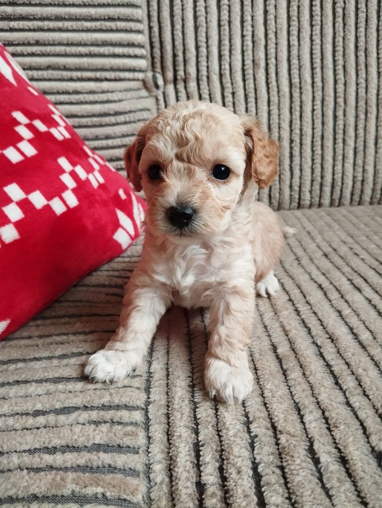 Suczka dziewczynka maltipoo f1b ( maltańczyk pudel maltipoo)