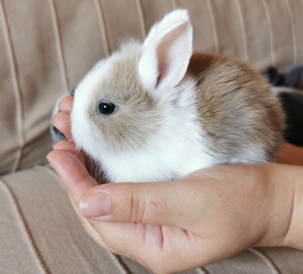 KIT Coelhos anões angorá e holandês mini muito fofos