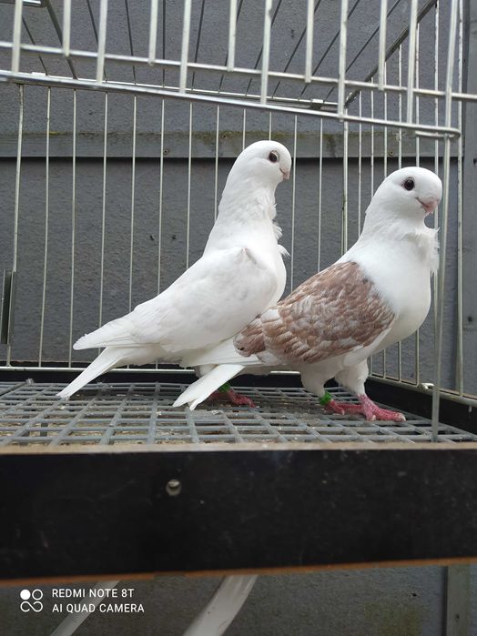 Golebie mewki  tarczowe