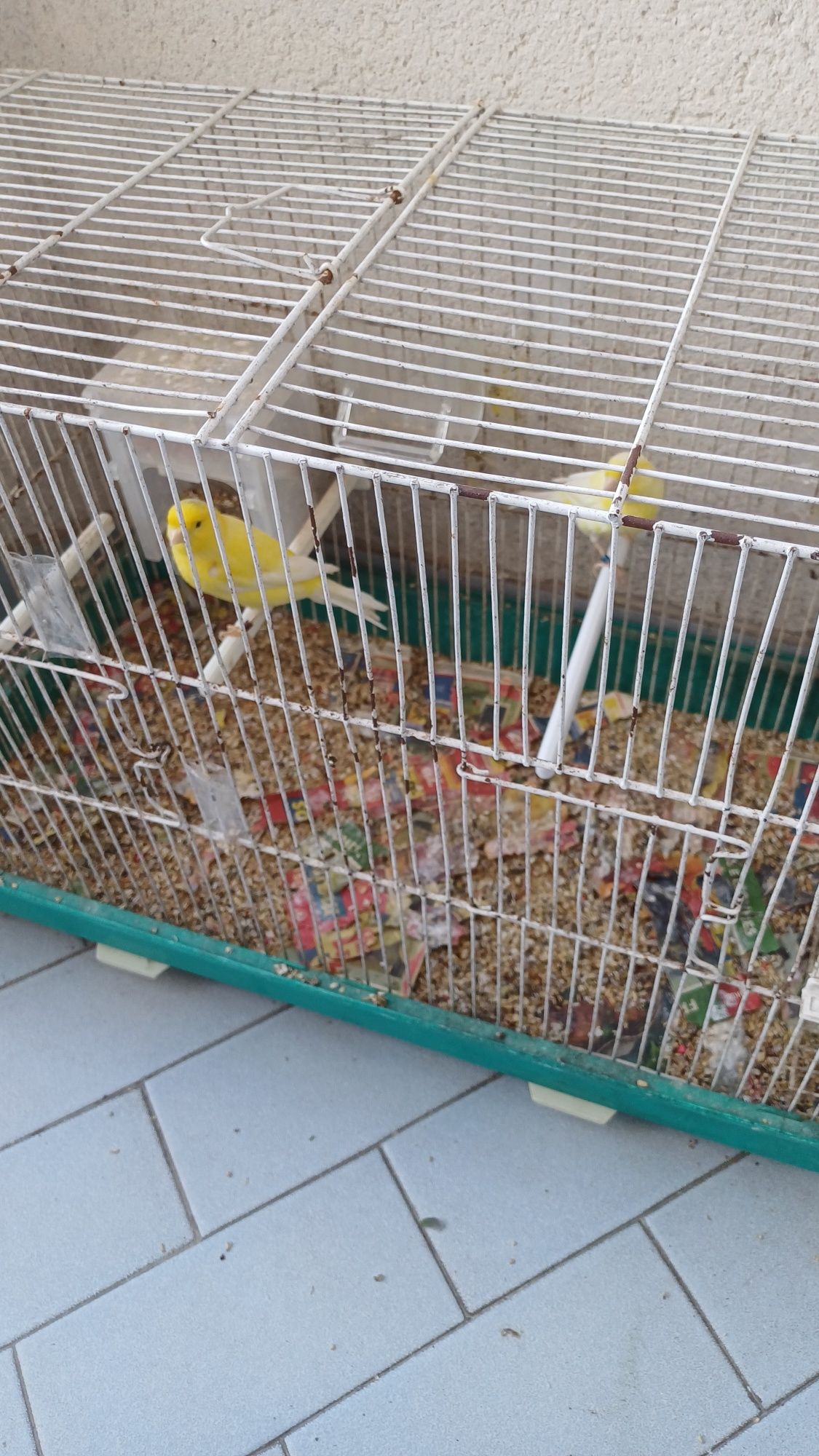 Canários e agapornis