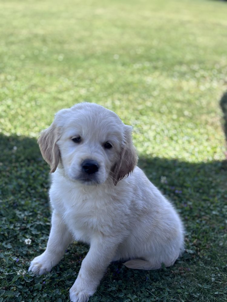 Golden Retriever