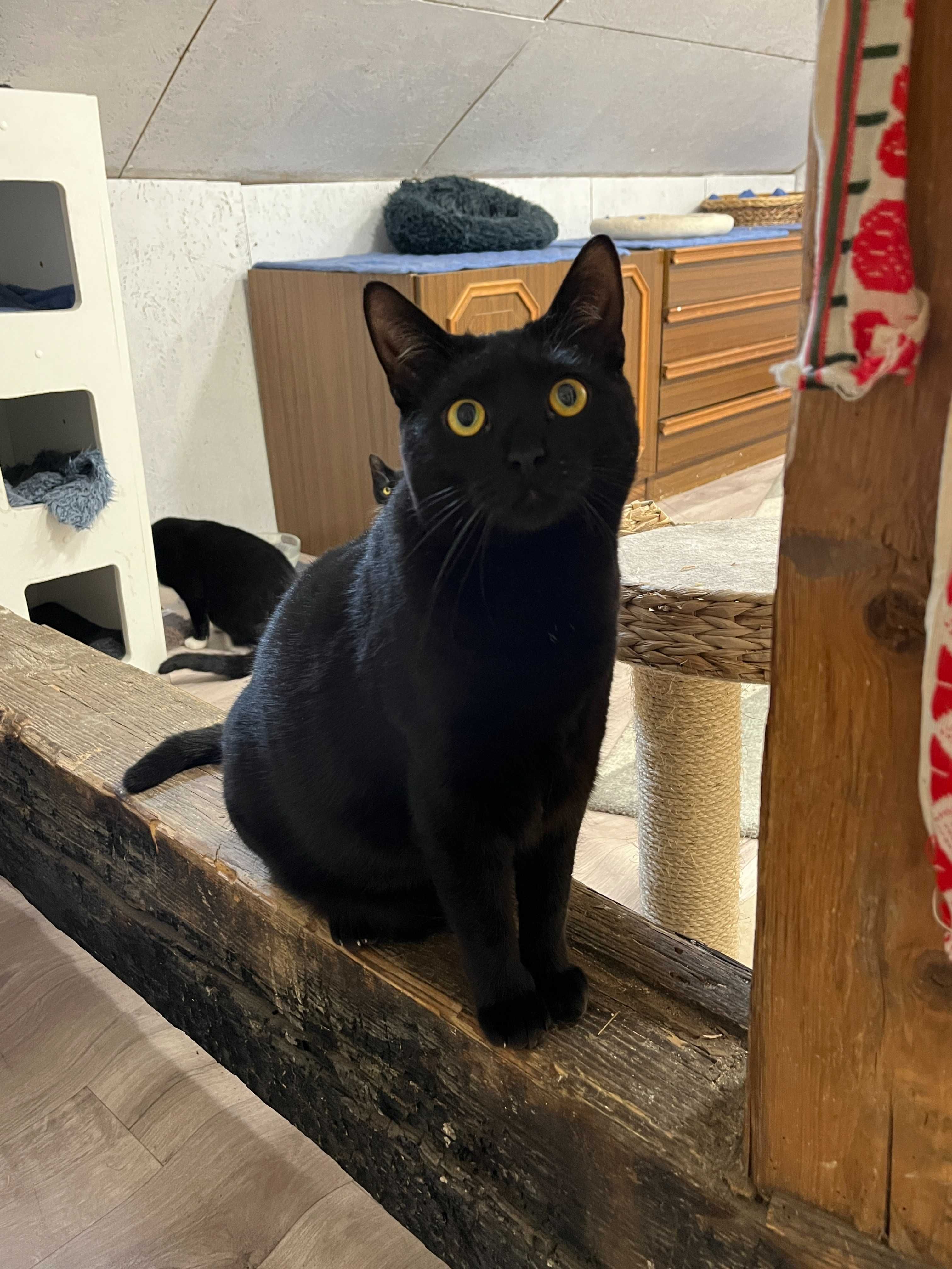 Hania, Frania, Zuzia, Rózia, Matylda siostrzyczki do adopcji