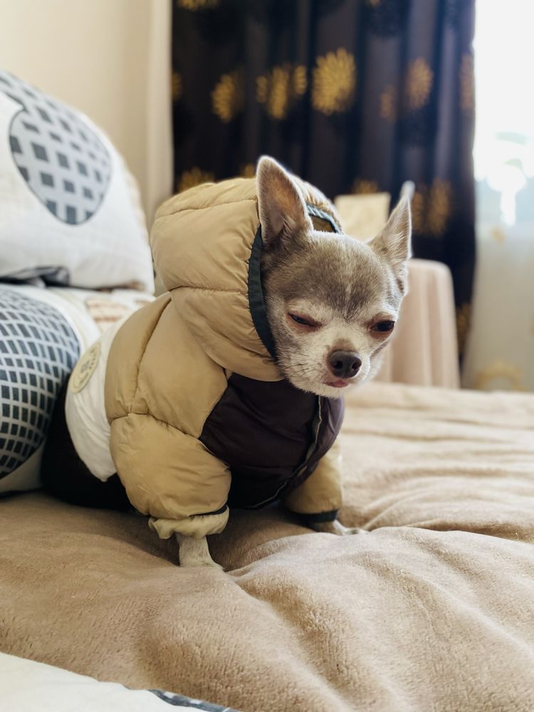 Куртка для собак малих порід