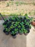 Planta da árvore do carvalho americano