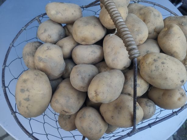 Ziemniaki jadalne ekologiczne kartofle