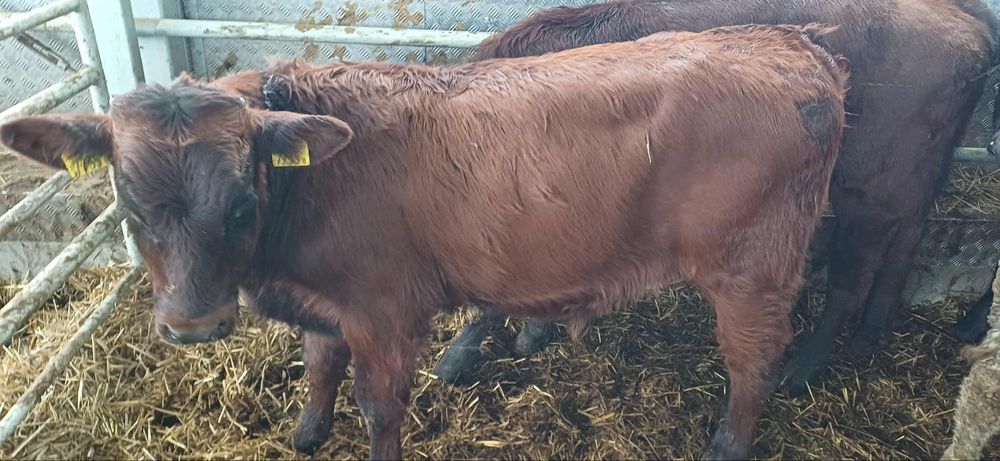 Sprzedam 6 byczków 5 6 miesięcy rude