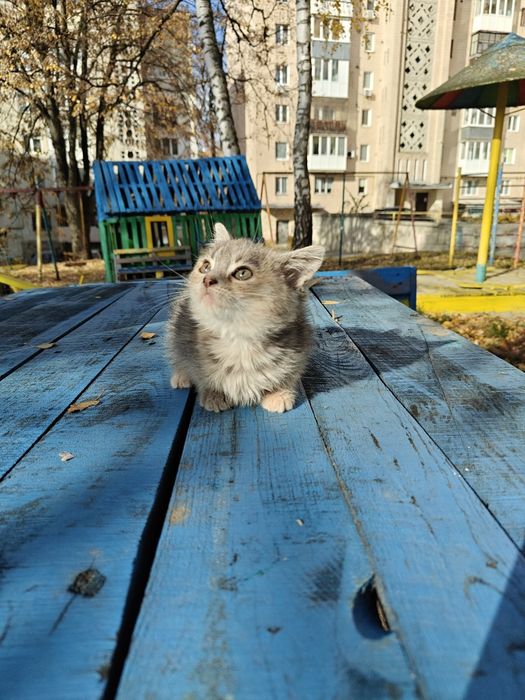 Кошеня в добрі руки