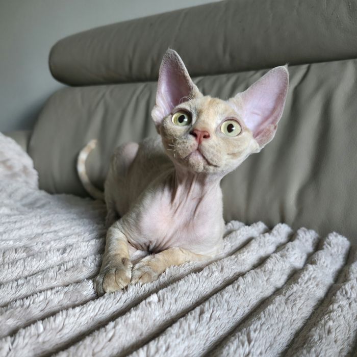 Devon Rex - Płowa szylkretka - dziewczynka - Gotowa do odbioru - Trójm