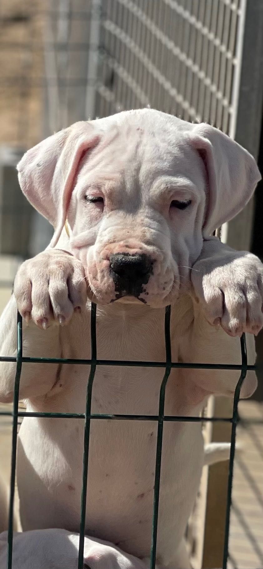 Dogo Argentino Cachorro