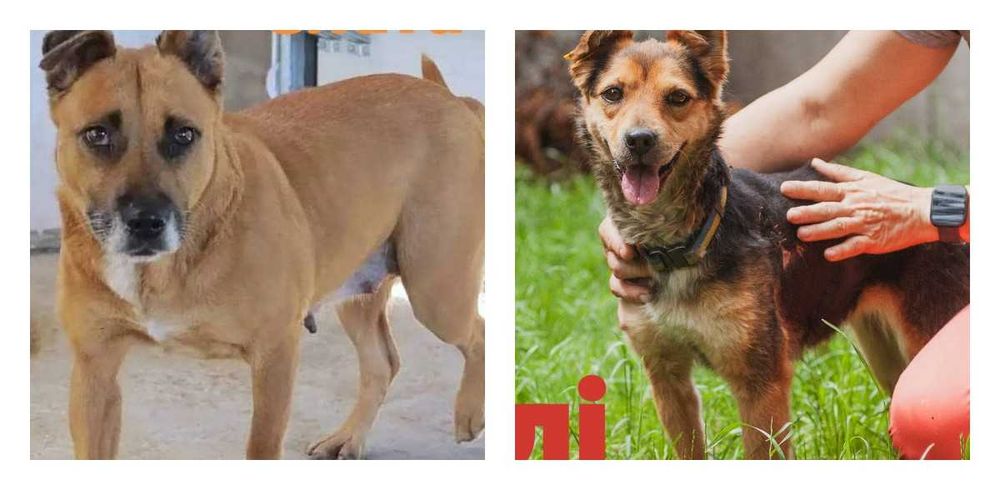 віддам собаку щеплені адекватні