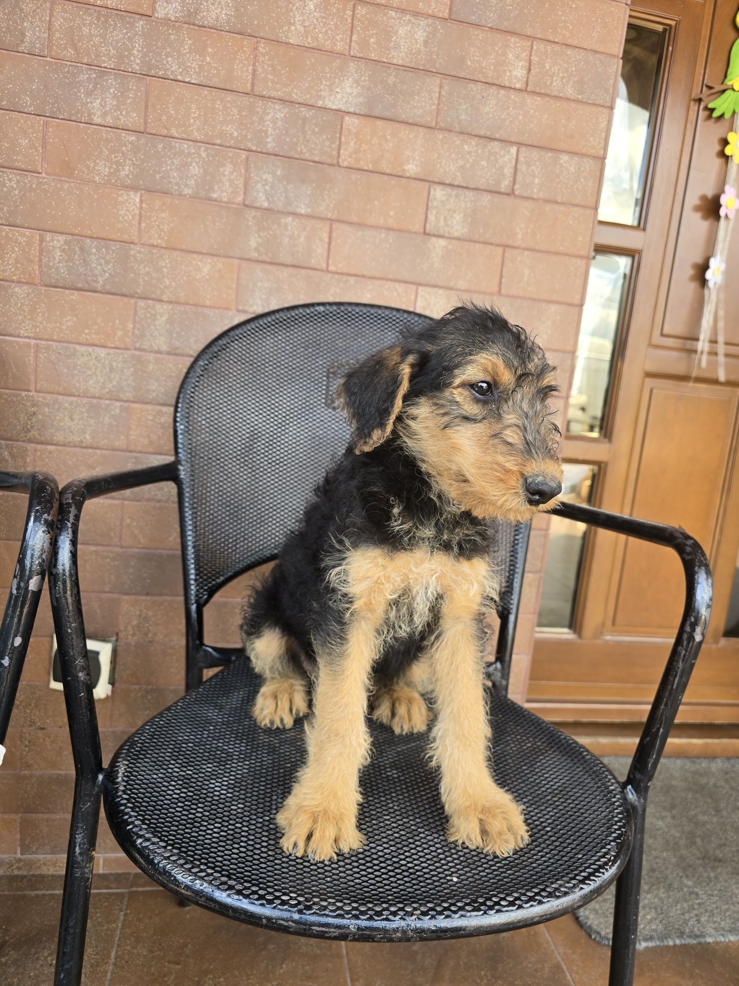 Airedale terrier szczeniak