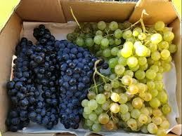 Uvas para vinho de qualidade. Zona do vinho Dão