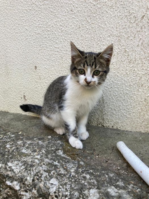 Gatinhos bebes para adocao