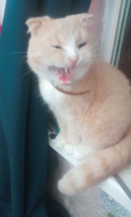 Віддамо котика в добрі руки