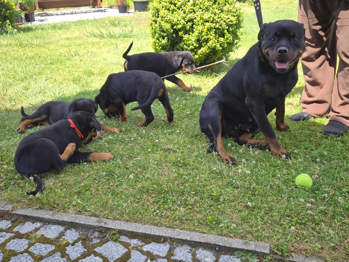 Sprzedam szczeniaka Rottweiler