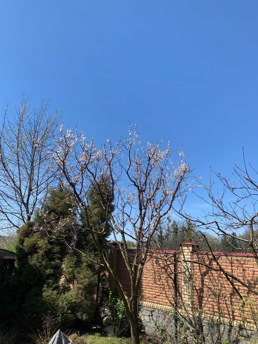 Обрезка деревьев, плодового сада. Химические обработки