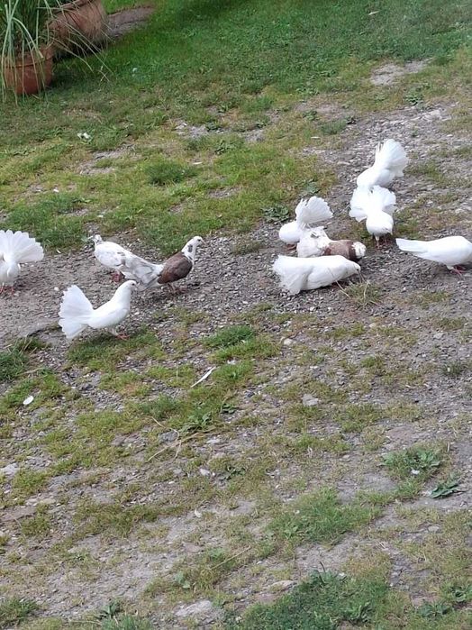 Sprzedam gołębie pawiki