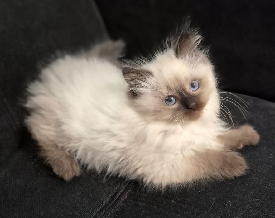 Kocurk Neva Masquarade