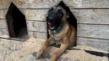 Owczarek belgijski Malinois Szczenię Suczka / Suka