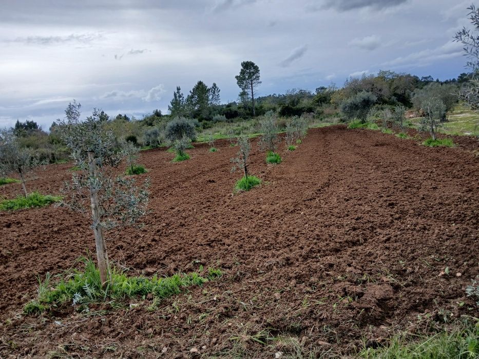 Terreno com olival e vinha