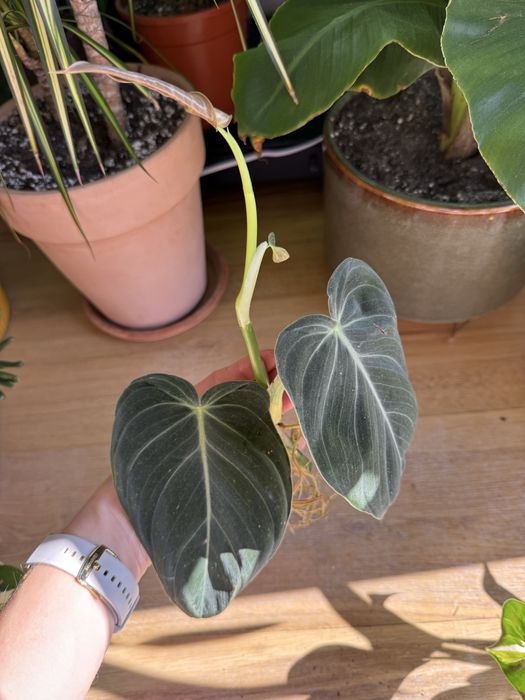 Philodendron melanochrysum ukorzeniona pędówka
