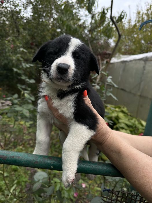 Безкоштно та терміново