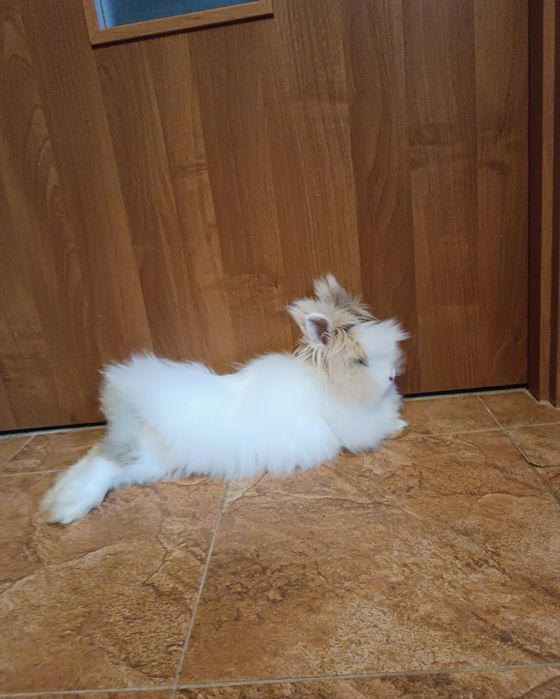 Króliki samica długowłosa