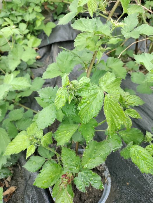 Sadzonka jeżyna bezkolcowa słodkie duże owoce Black Satin 4 szt.