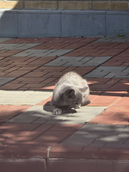 Віддамо кошенят у добрі руки