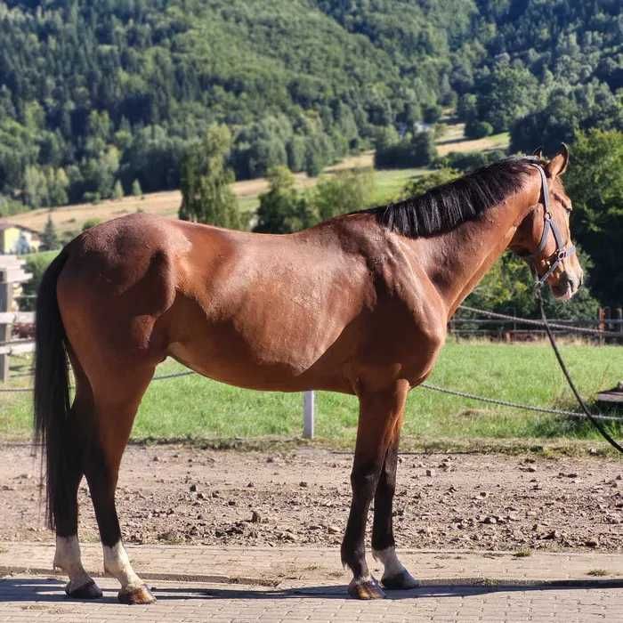 Wałach do dużego sportu-sprzedaż-zamiana