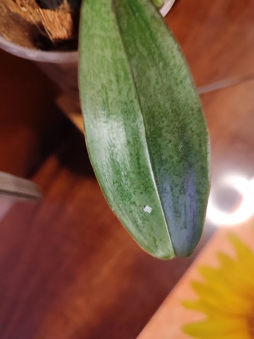 Детка орхидеи Jillion ( Джиллиан)