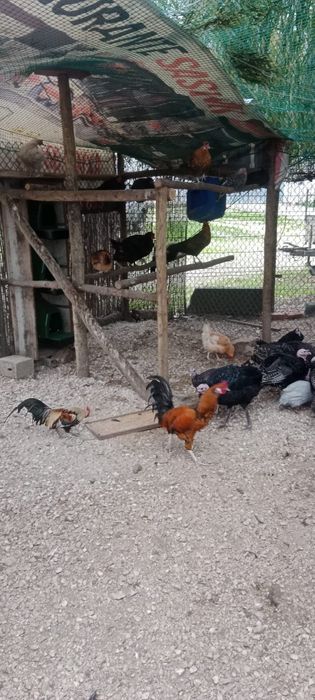 Vende-se perus, coquichos Garnisé (puros), galinha de Angola(fracas)