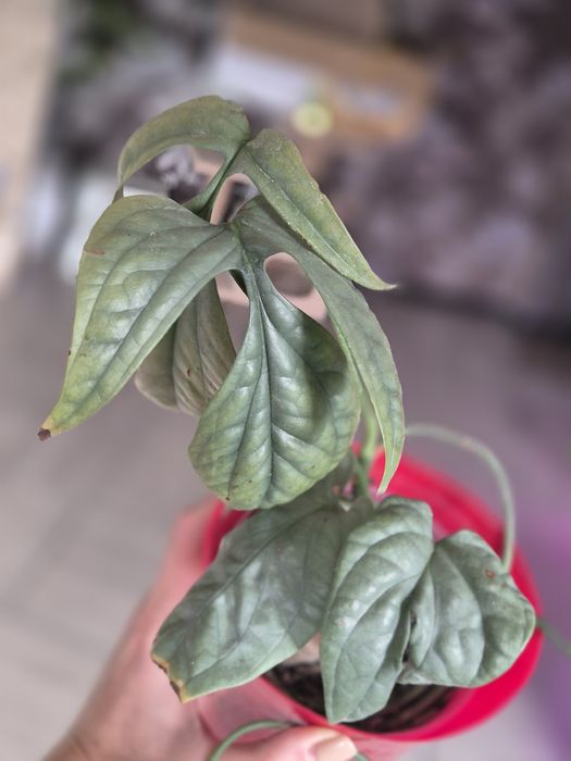 Монстера Амідріум Medium Silver