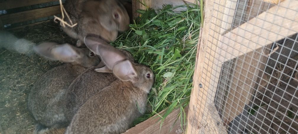 Belgi barany francuskie zapraszam do opisu