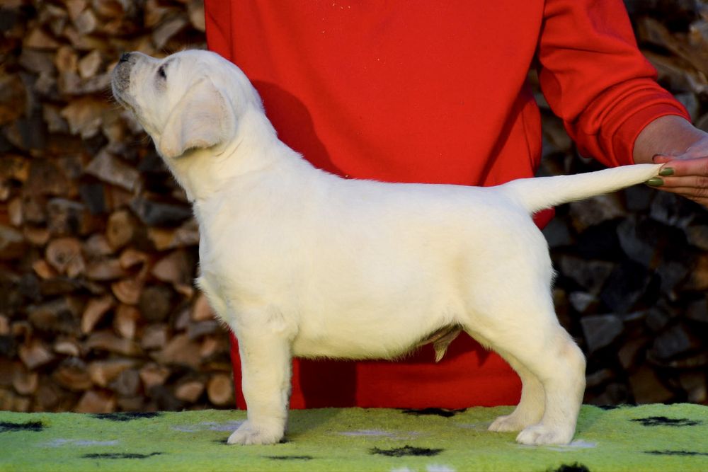 Щенки лабрадор ретривер! Для тех кто выбирает качество!